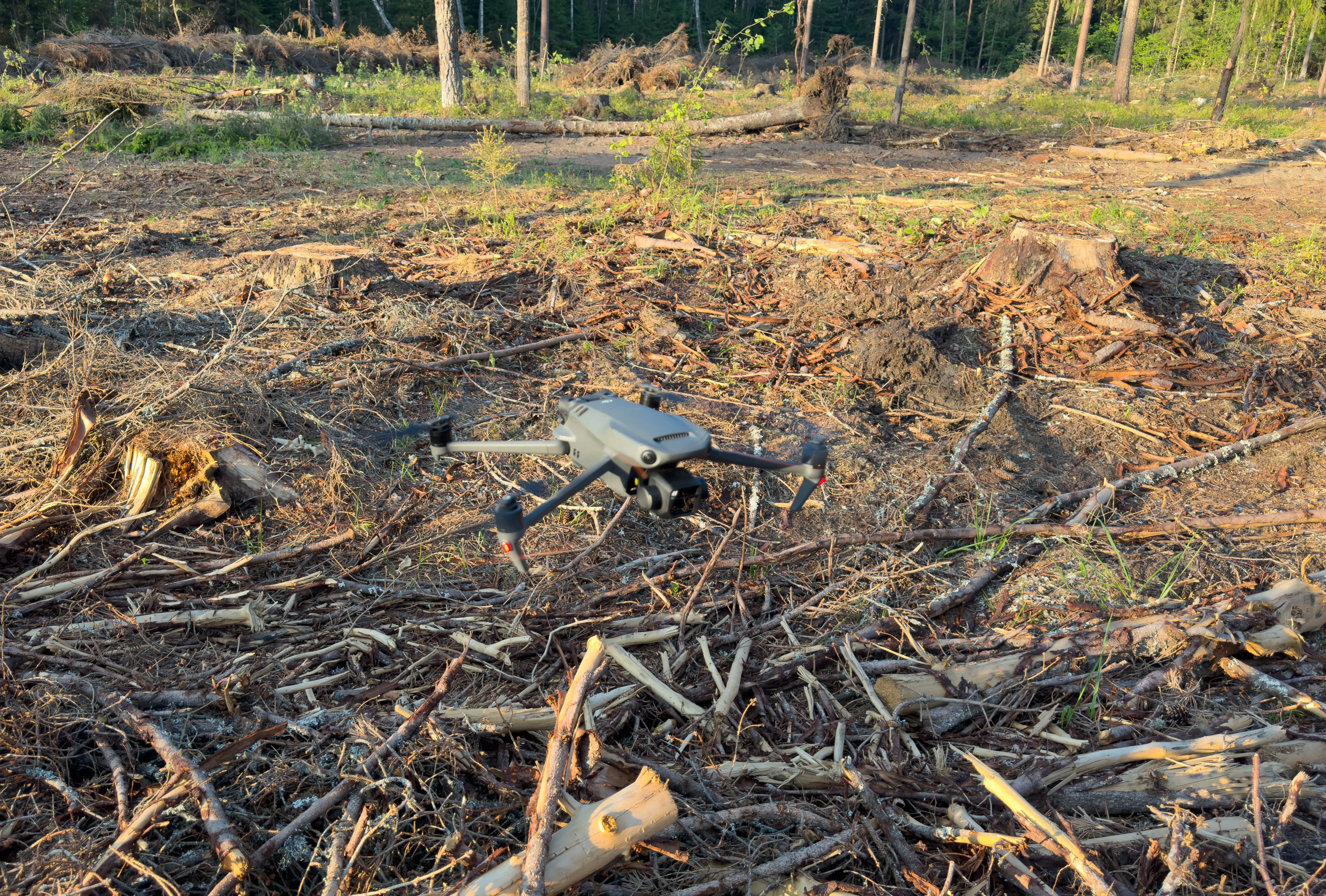 Drone at forest near of cut trees. Quadcopter tracking illegal deforestation.